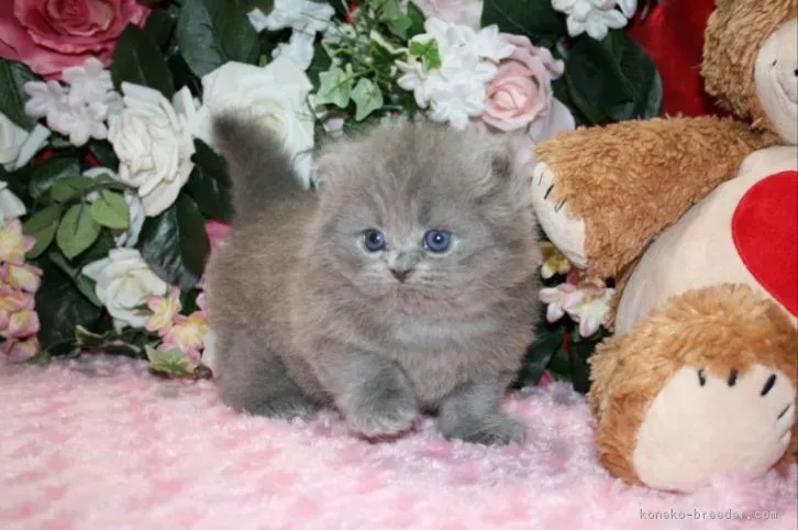 ID：1610-00223の子猫