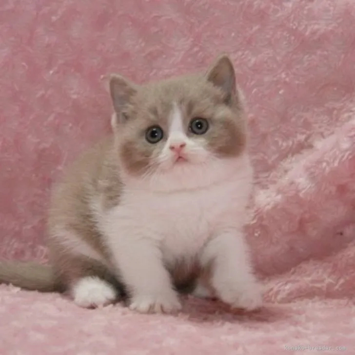 ID：2306-02718の子猫