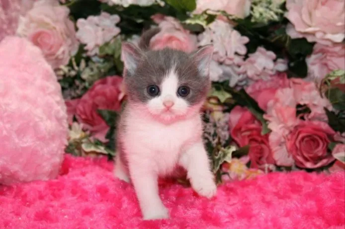 ID:1404-00077の子猫