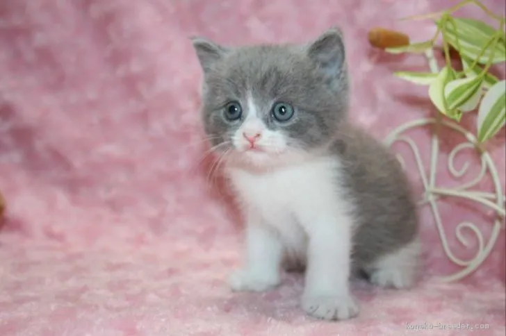 ID:2008-01714の子猫