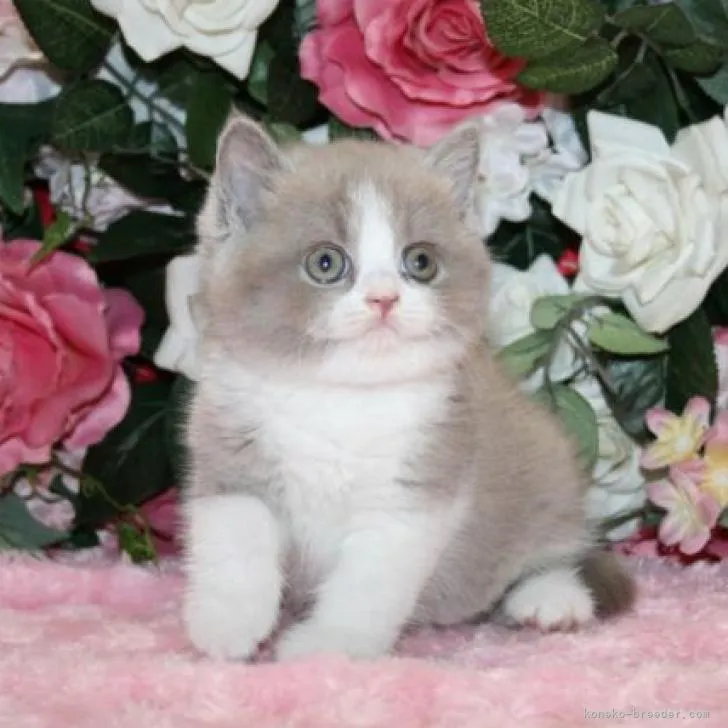 ID：2207-01453の子猫