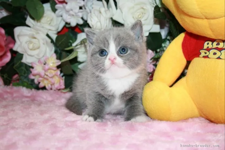 ID:1812-00051の子猫