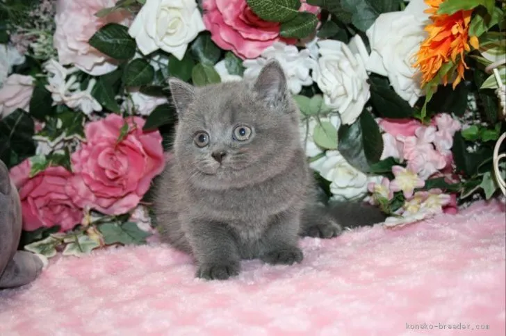 ID：2004-00796の子猫