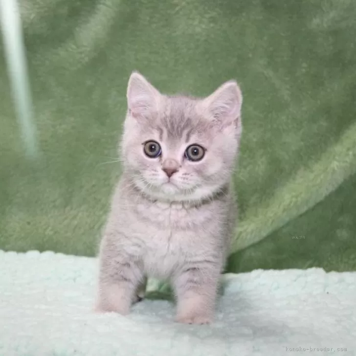 タミィ 様のお迎えした子猫