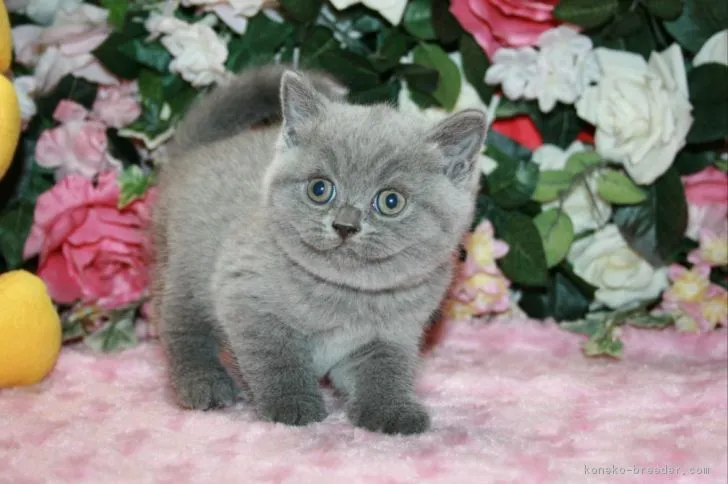 ID:1810-01629の子猫