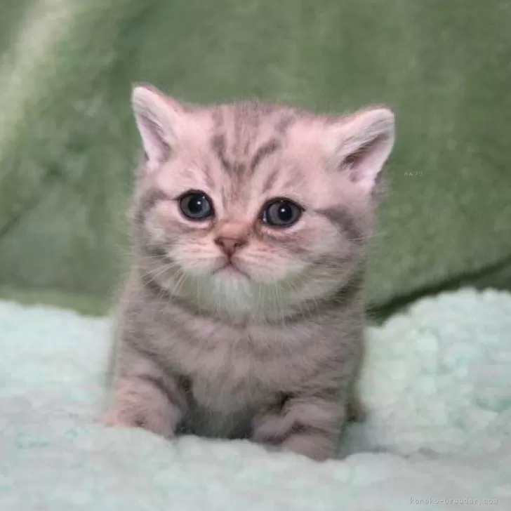ID：2404-01718の子猫