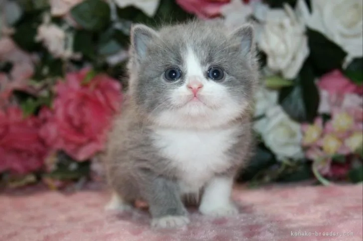 ID：1902-01239の子猫