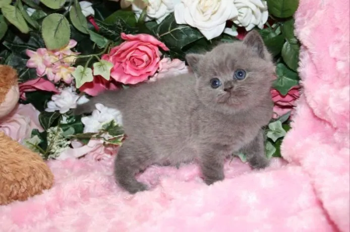 ID：1504-00260の子猫