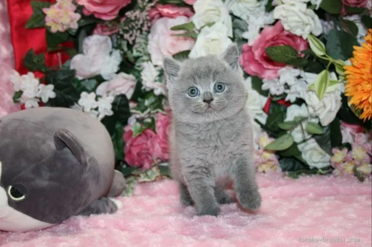 ID:2004-01411の子猫