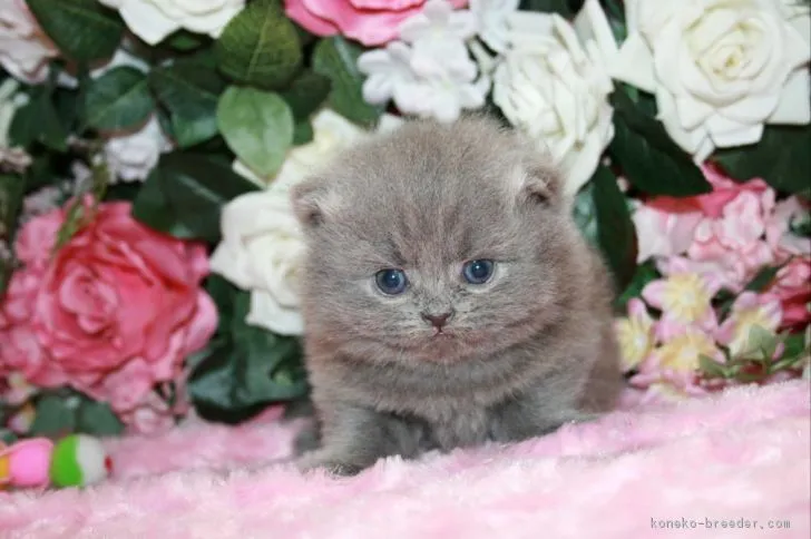 ID:1706-01002の子猫