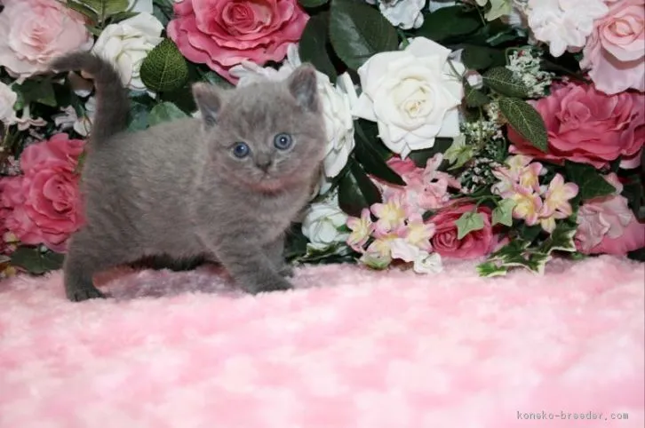 ID：1604-00361の子猫