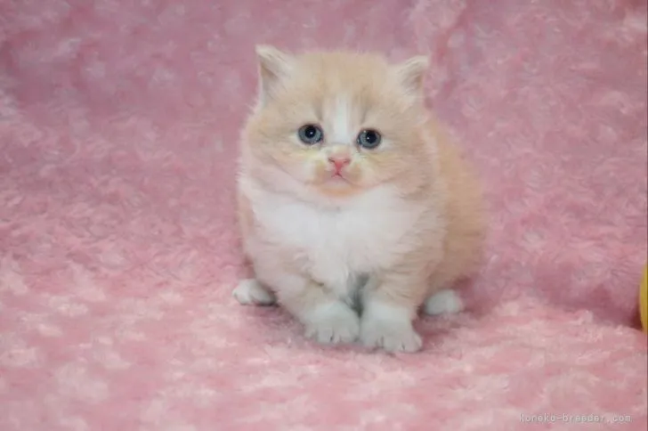 ID：2104-01607の子猫