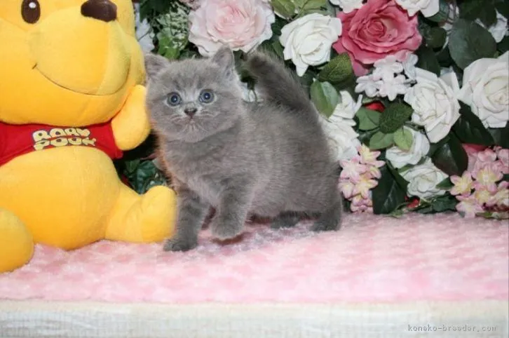 ID:1607-00271の子猫