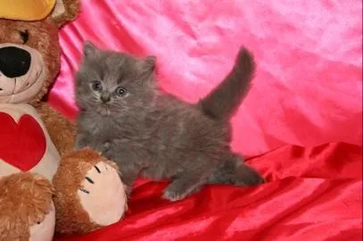 三宅淑子 様のお迎えした子猫