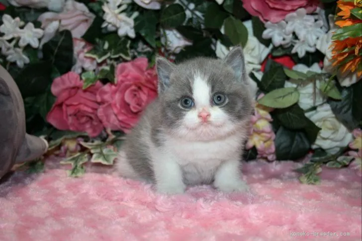 ID：2004-01604の子猫