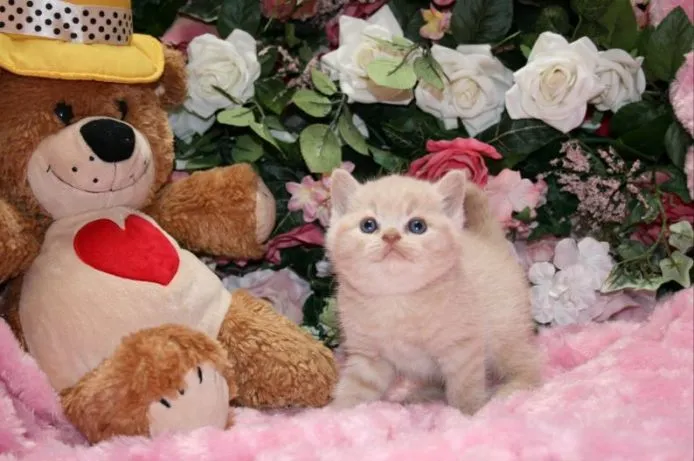 ID：1504-00259の子猫