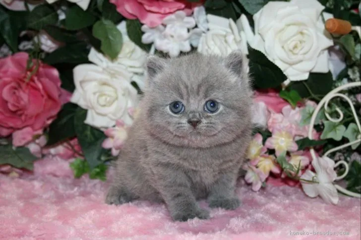 ID：1912-00706の子猫