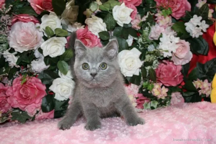 おやたけ 様のお迎えした子猫