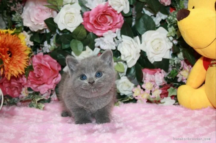 ID：1705-00435の子猫