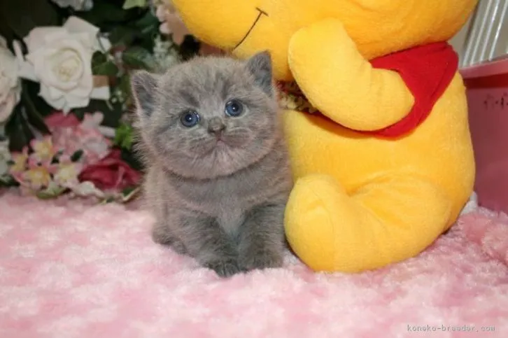 ID：1605-00432の子猫