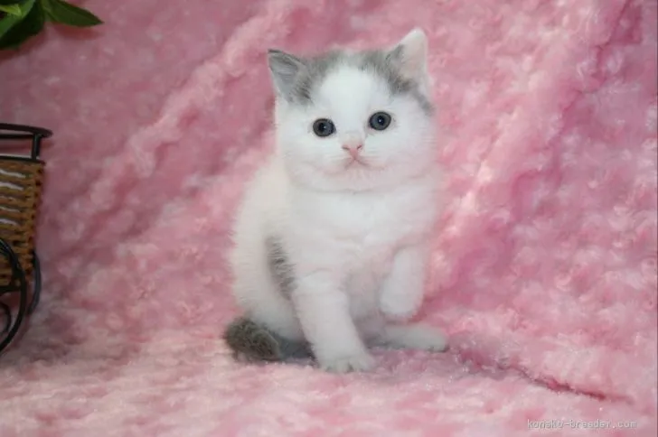 ID：1905-00754の子猫