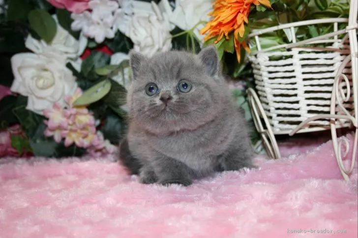 ID：2001-00852の子猫