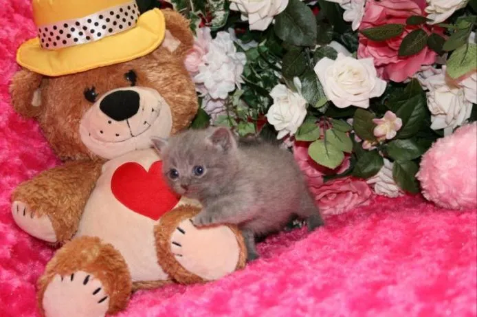 ID：1505-00574の子猫