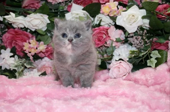 ID：1502-00080の子猫