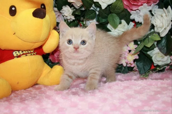 ID：1707-00920の子猫