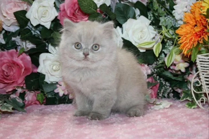 ID:2009-01398の子猫