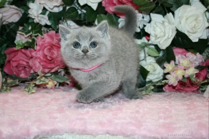 ID:2105-01874の子猫