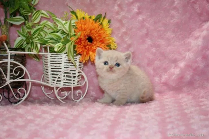 ID：1702-00672の子猫