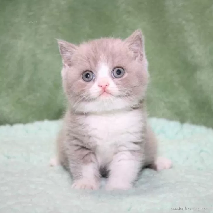 ID:2411-00881の子猫