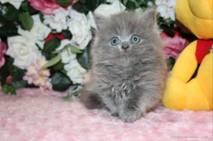 ID:1902-01399の子猫