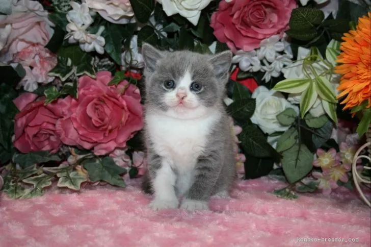 ID：2003-01326の子猫