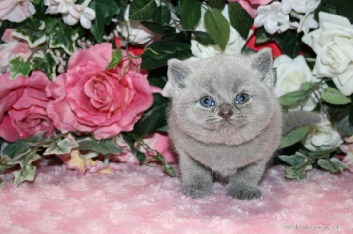 ID:2002-01111の子猫