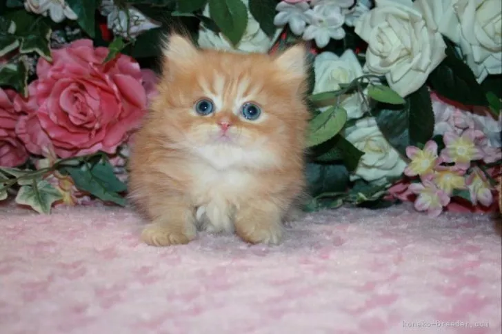 ID：2205-00350の子猫