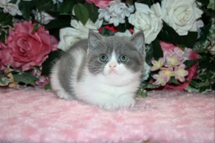 ID:2105-02530の子猫