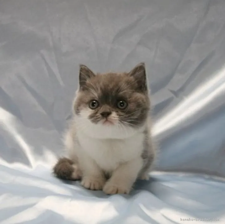 ID：2310-00673の子猫