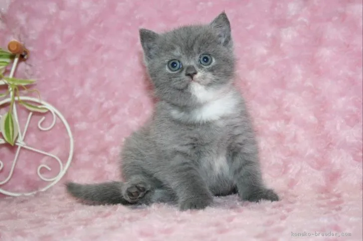 ID:1904-00324の子猫