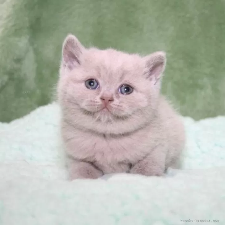 ID：2404-02267の子猫