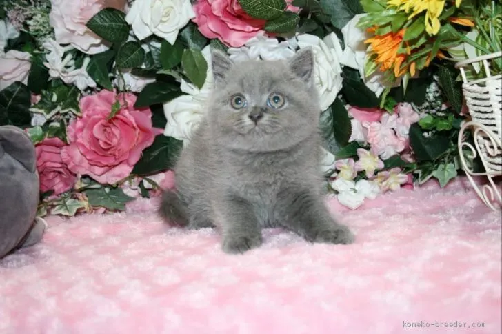 ID:2004-00897の子猫