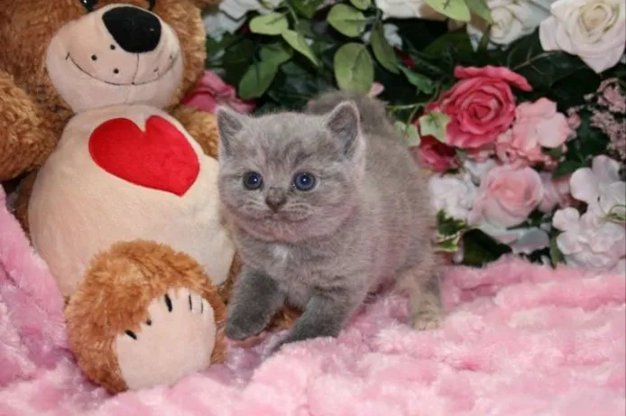 ID：1504-00261の子猫