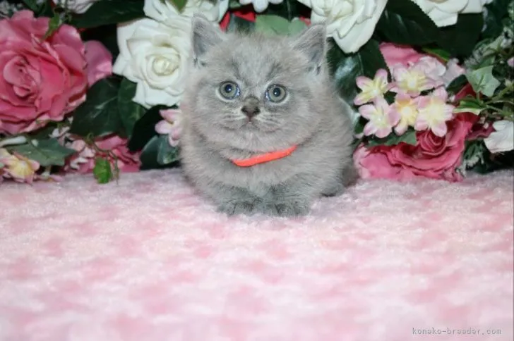 ID：2105-01873の子猫