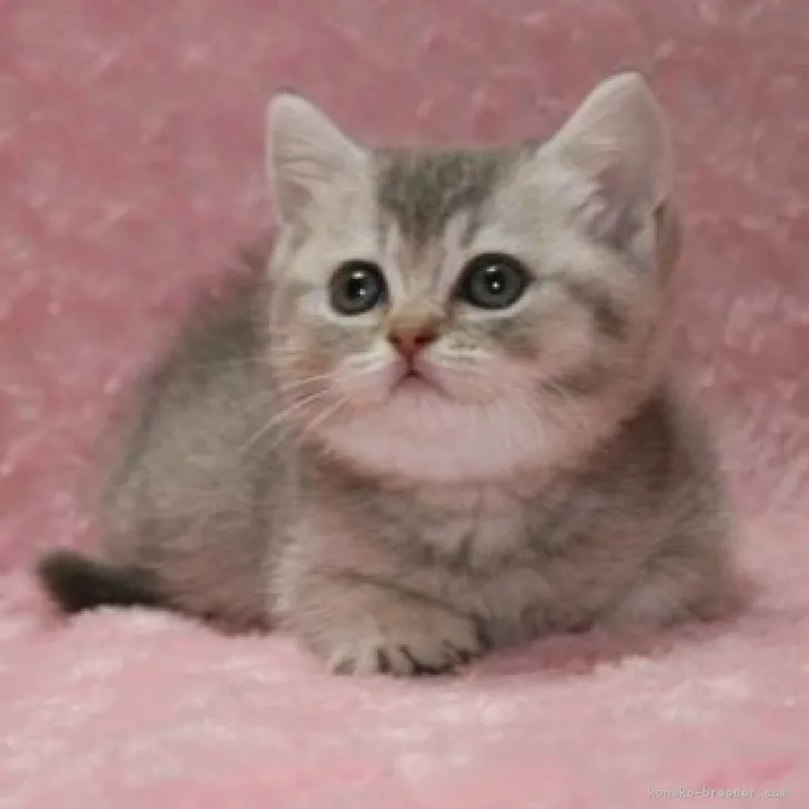 ID：2306-01879の子猫