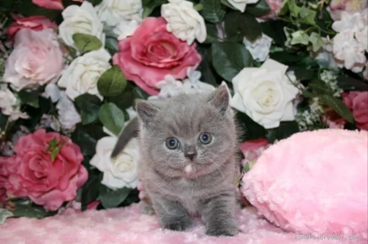 ID:1603-00287の子猫
