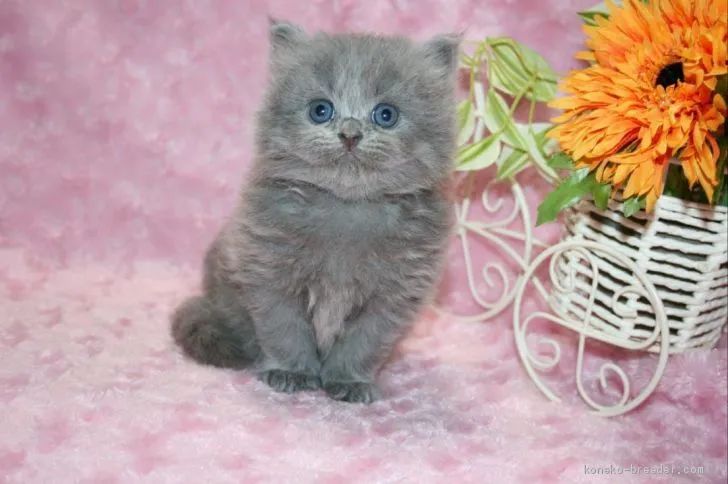 ID:2008-01671の子猫