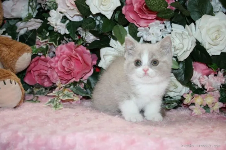 ID：2205-00544の子猫