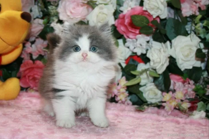 ID:1812-00331の子猫