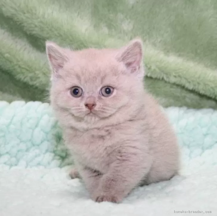 ID:2405-00177の子猫